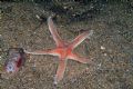 Astropecten aranciacus